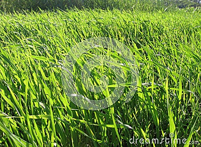 Bright juicy green grass fresh summer background illustration amazing July Cartoon Illustration